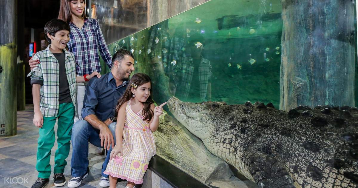 dubai aquarium and underwater zoo basic entry ticket in dubai uae klook us